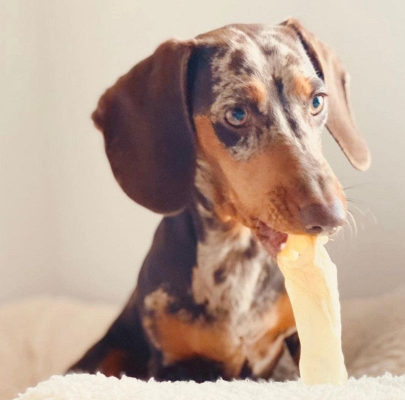 JR Pet Products Goat Ears, an odourless natural dog treat suitable for dogs of all breeds and sizes.