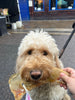 JR Pet Products Golden Moon Bone Dog Treat - PetBuddy