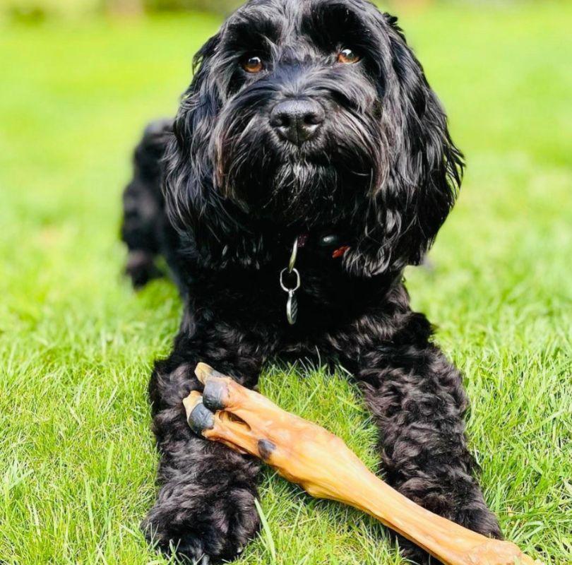 A fluffy black dog holding a Lamb Trotter on her paws, a long lasting natural dog treat for every dog.