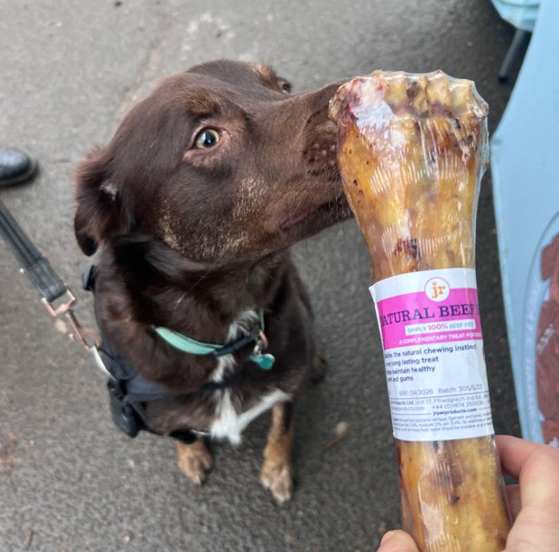 JR Pet Products beef shin, a great long lasting natural dog chew. 