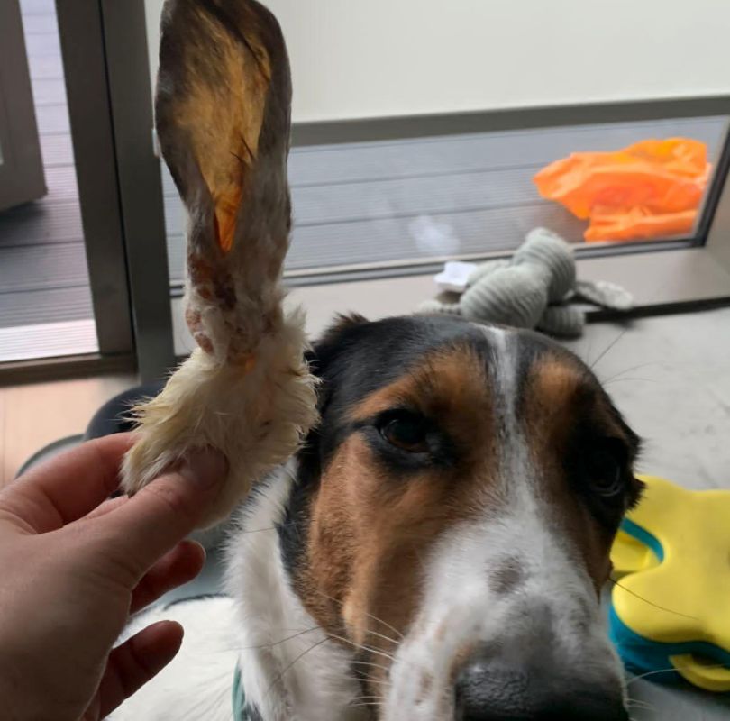 Rabbit Ears with fur, a perfect natural dog treat that's a natural de-wormer. 