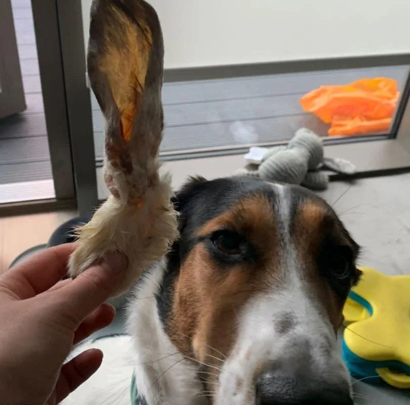 Rabbit Ears with fur, a perfect natural dog treat that's a natural de-wormer. 