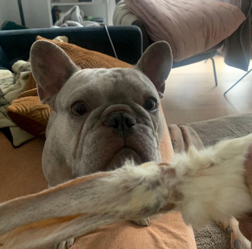 Rabbit Ears with fur, a perfect natural dog treat that's a natural de-wormer. 