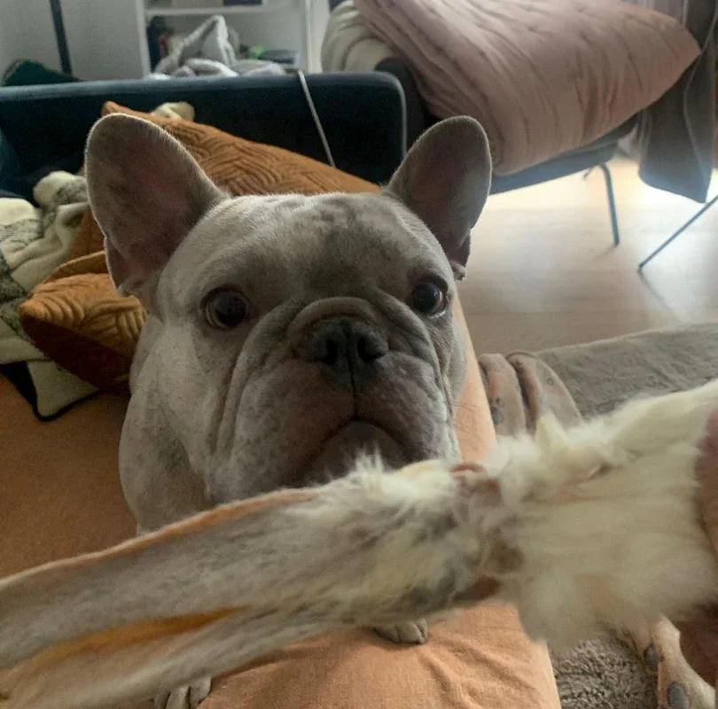 Rabbit Ears with fur, a perfect natural dog treat that's a natural de-wormer. 