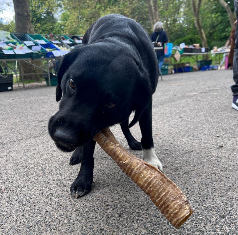 JR Pet Products beef air pipe treats for dogs, a delicious long lasting dog treat perfect all breeds and sizes. 