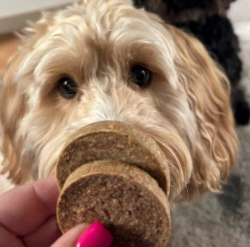 Dog sniffing two JR Pet Products Pure Chicken Coins from PetBuddy held by a person with pink nail polish.