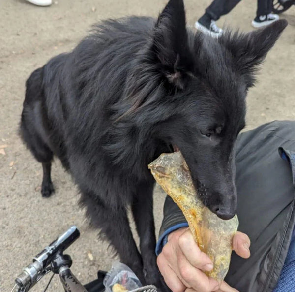 Moon Bone natural dog treat. 100% air-dried beef cartilage, odourless, long lasting and full of glucosamine which is amazing for building strong muscles.