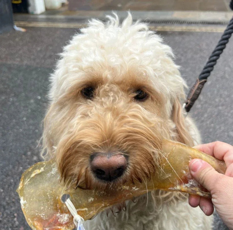 Moon Bone natural dog treat. 100% air-dried beef cartilage, odourless, long lasting and full of glucosamine which is amazing for building strong muscles.