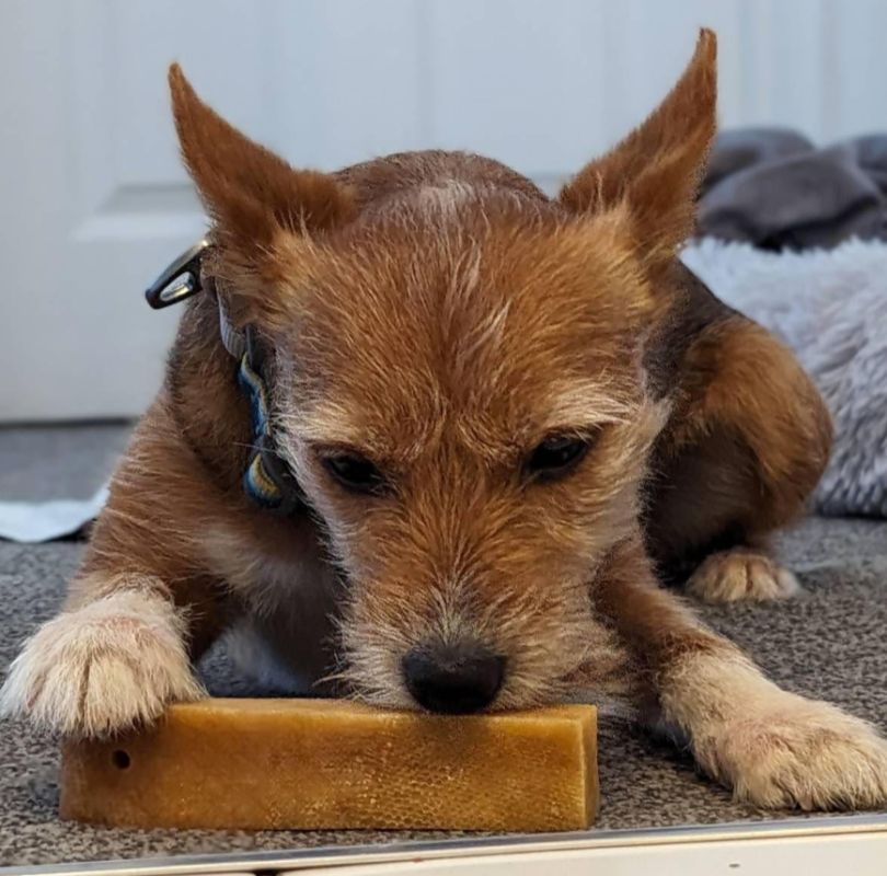 Yak Chew for dogs, a perfect extra long lasting chew for all dogs, available now at PetBuddy.