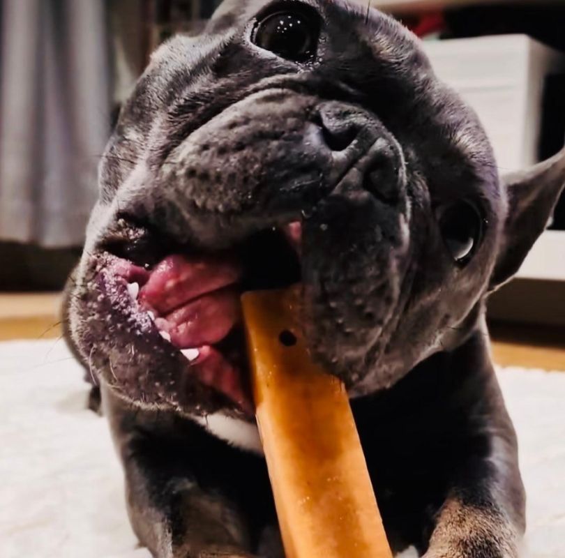 Yak Chew for dogs, a perfect extra long lasting chew for all dogs, available now at PetBuddy.