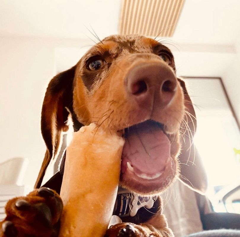 Yak Chew for dogs, a perfect extra long lasting chew for all dogs, available now at PetBuddy.