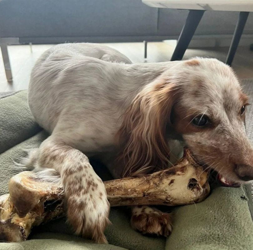  Ostrich Bone dog chew. 100% natural, air-dried ostrich bone, hypoallergenic, odourless and low fat. Perfect for teeth cleaning and available at PetBuddy.