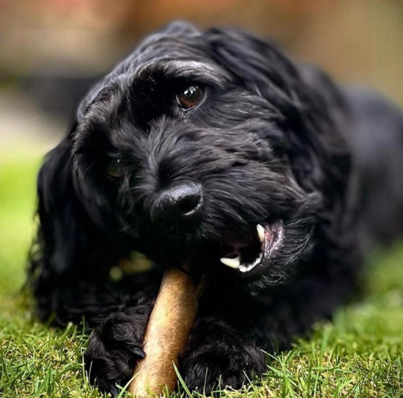 Nutriment Roast Beef Pieces natural dog treats, a great natural dental chew for all dogs.