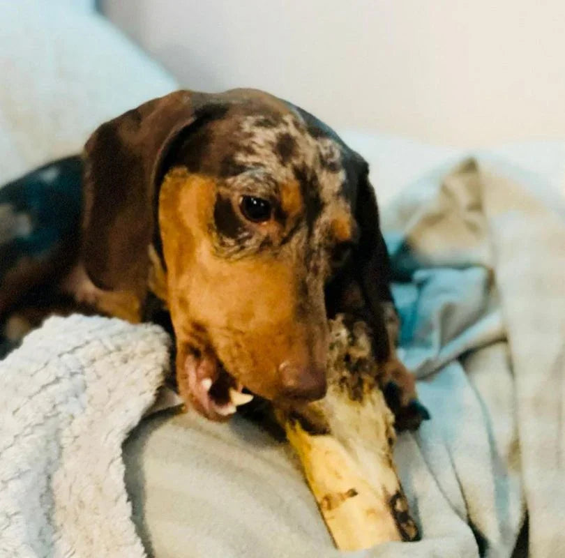 Ostrich Knuckle, an odourless and large, hypoallergenic dog chew. 