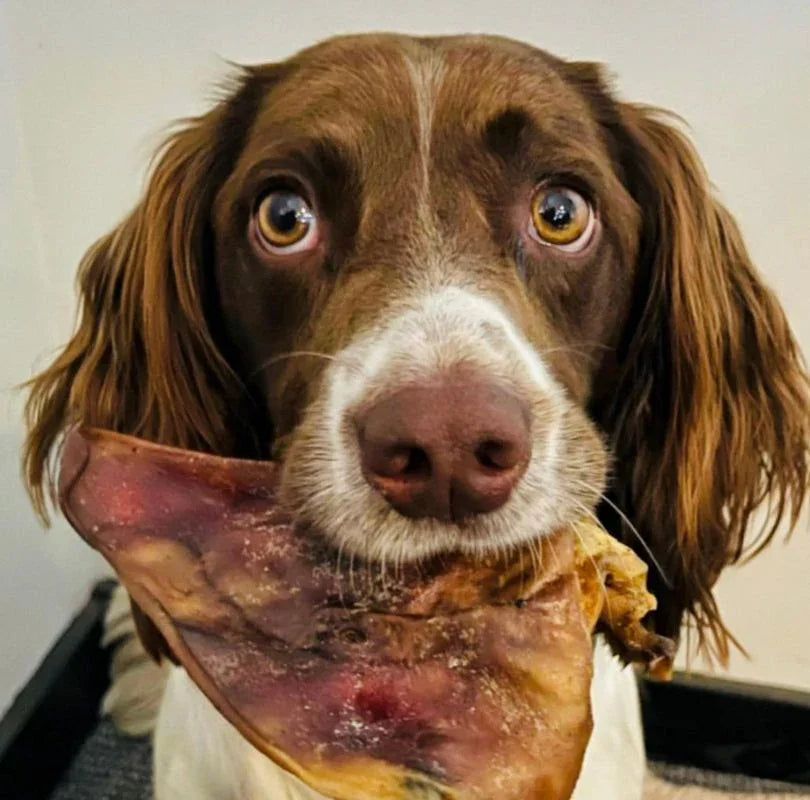 Air-dried pigs ear dog treat, a 100% natural dog treat thats full of collagen and is long lasting, a perfect natural chew for all dogs.