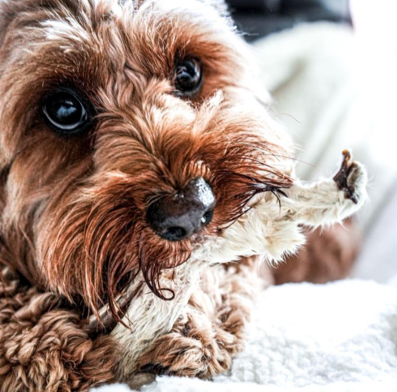 Rabbit Ears with fur, a perfect natural dog treat that's a natural de-wormer. 