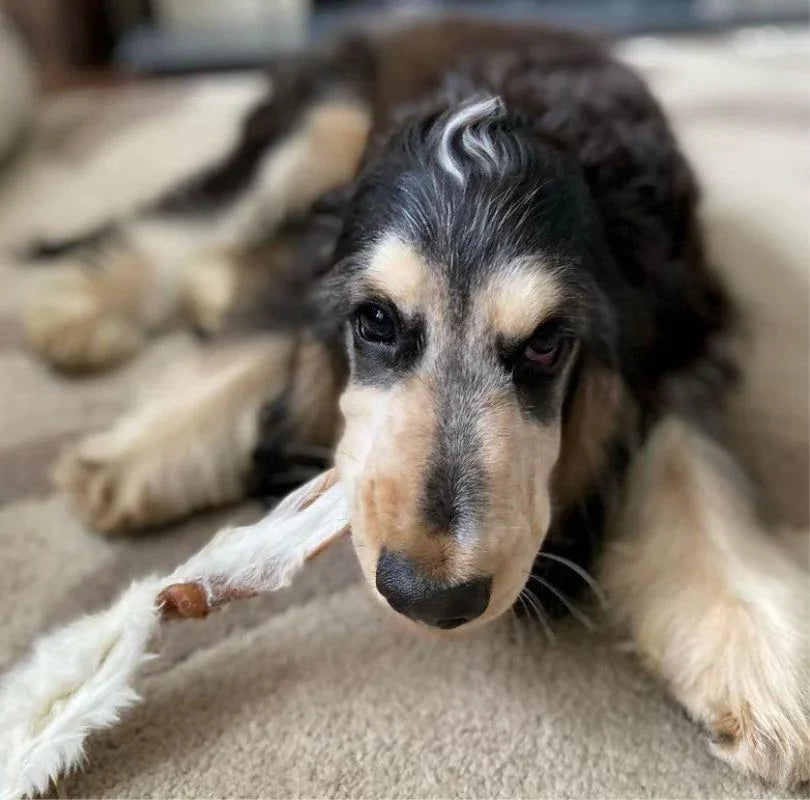 Rabbit Ears with fur, a perfect natural dog treat that's a natural de-wormer. 