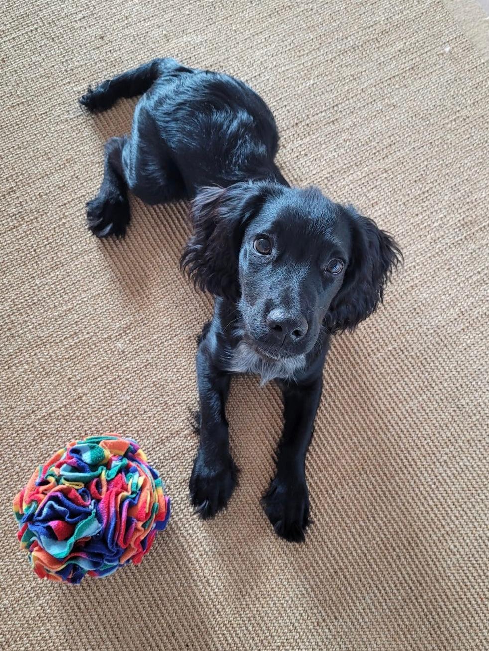 Snuffle Ball - PetBuddy