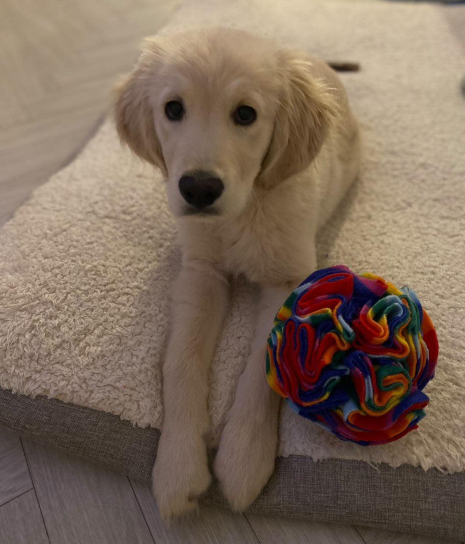 Snuffle Ball - PetBuddy