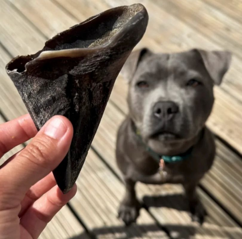 Unfilled buffalo hooves are low in fat and suitable for puppies over 6 months of age. They contain no additives, preservatives and are gluten and grain free.