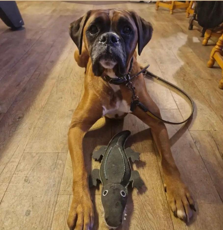 Green & Wilds Colin the Crocodile Eco Dog Toy, a great medium sized toy made from jute and suede which is perfect for playtime.