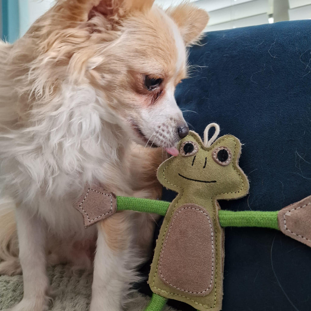 Francois le Frog Eco Dog Toy - PetBuddy