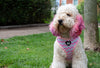 Getting Ziggy With It Dog Harness - PetBuddy