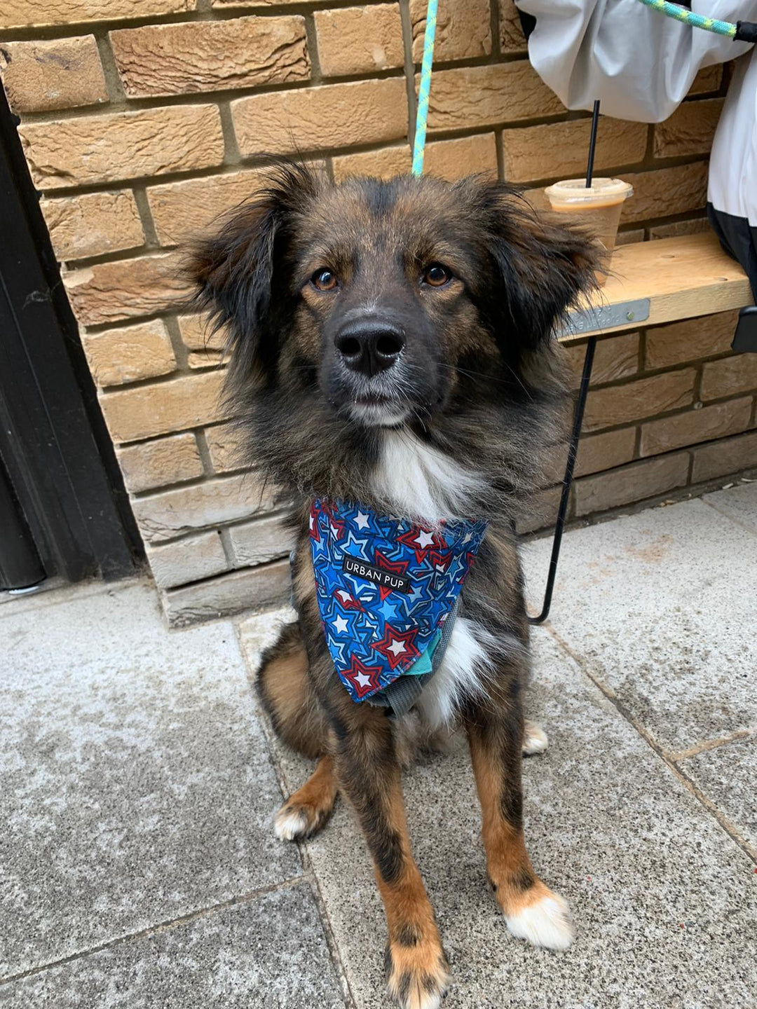 Hero Star Bandana - PetBuddy