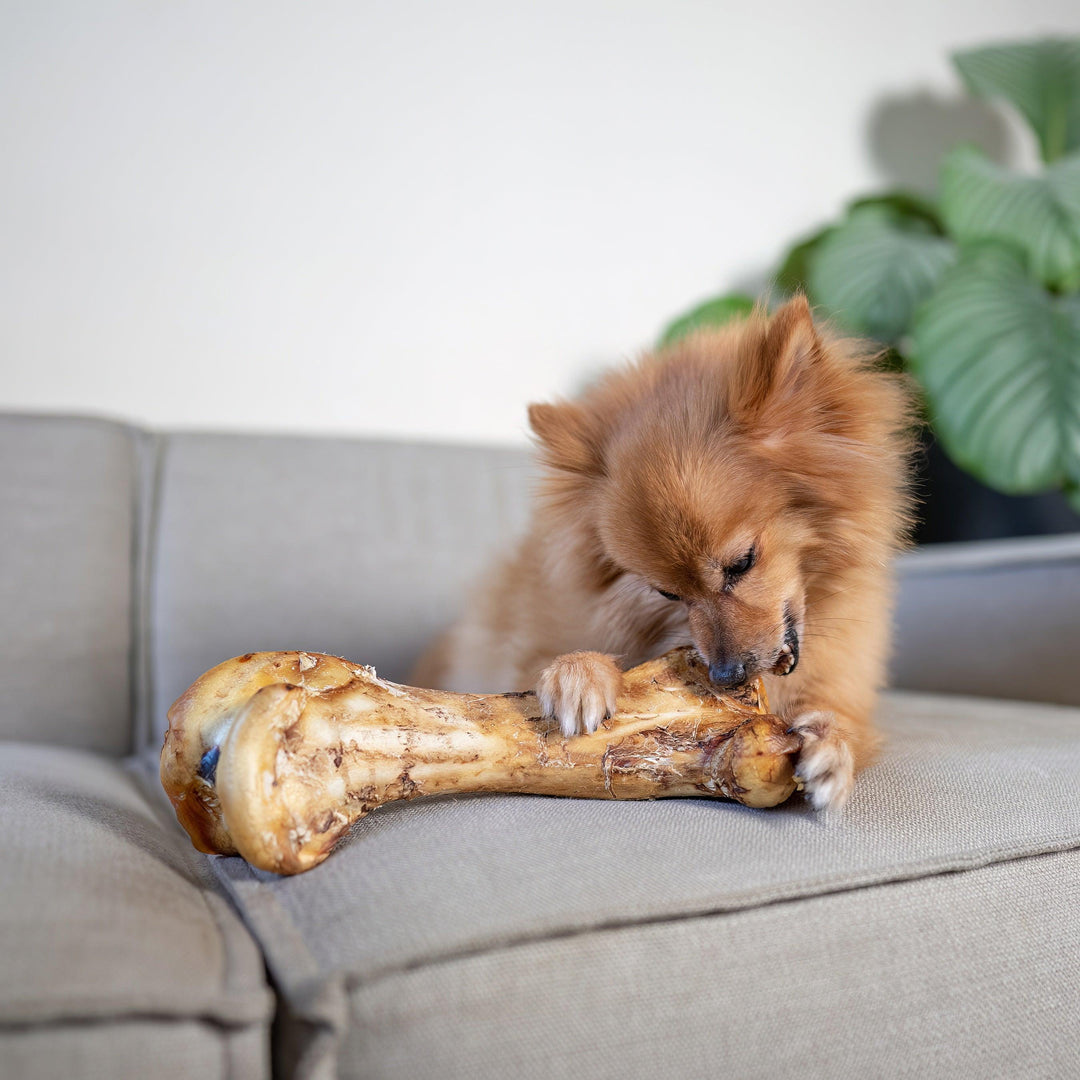 JR Pet Products Ostrich Bone dog chew. 100% natural, air-dried ostrich bone, hypoallergenic, odourless and low fat. Perfect for teeth cleaning and available at PetBuddy.