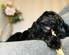 JR Pet Products Beef Tails Dog Treats - PetBuddy