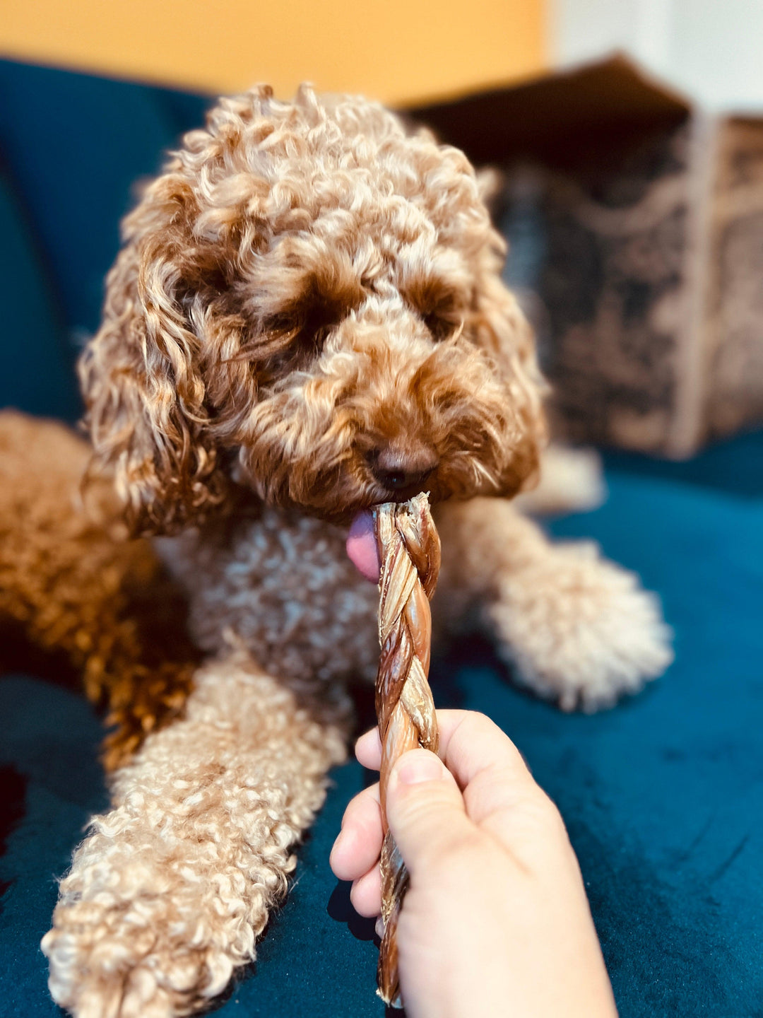 JR Pet Products Braided Beef Gullet Dog Treats | 30CM - PetBuddy