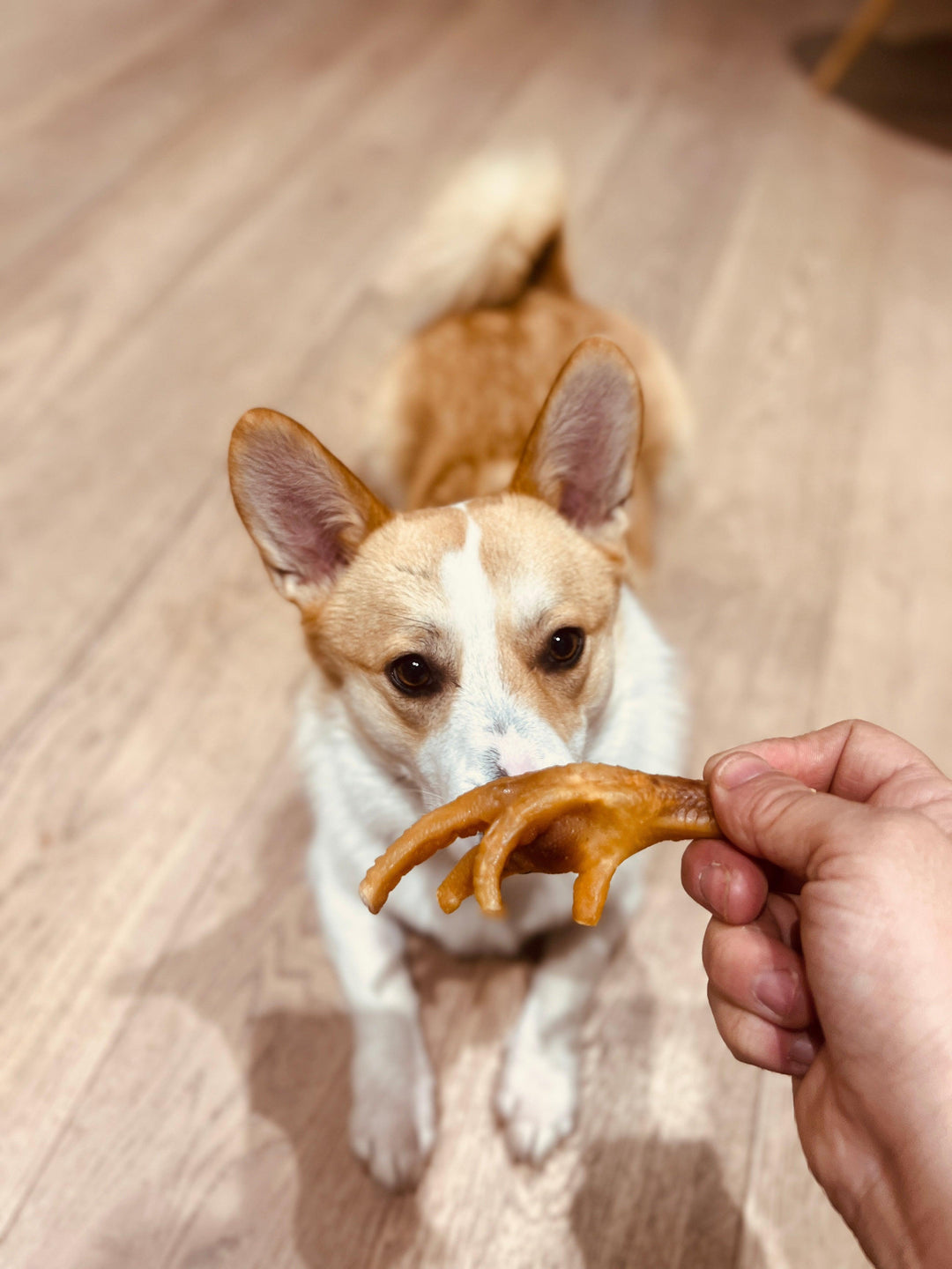 JR Pet Products Chicken Feet Dog Treats - PetBuddy