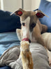 JR Pet Products Lamb Trotters Dog Treat | Pack of 3 - PetBuddy
