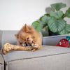 JR Pet Products Ostrich Bone Dog Chew - PetBuddy
