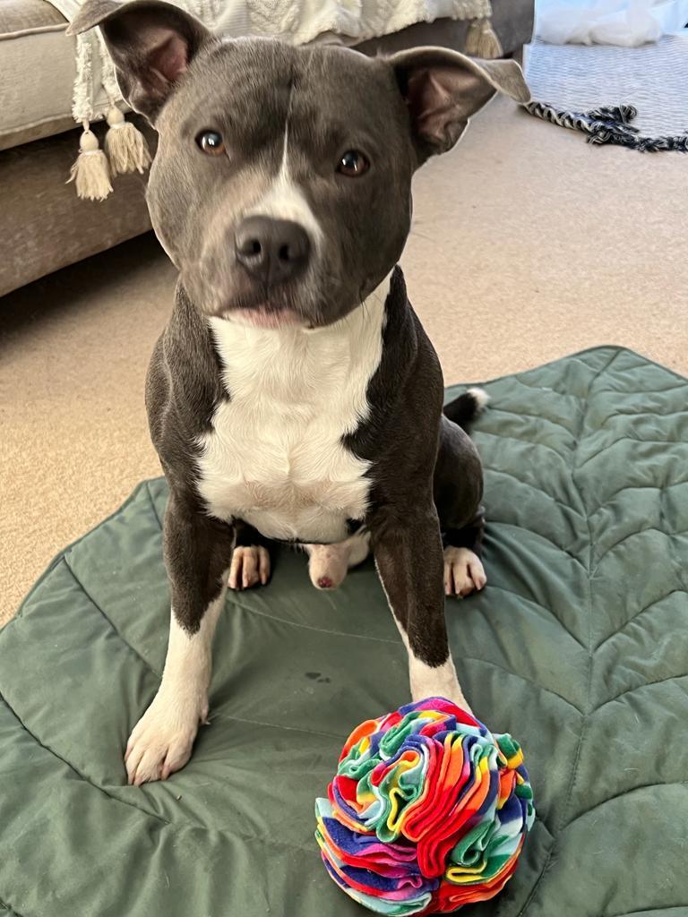 Snuffle Ball - PetBuddy